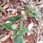 Gomphrena elegans flower picture by Trap Hers (cc-by-sa)