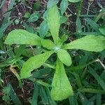 Erigeron canadensis leaf picture by Shehadi Ramiz (cc-by-sa)