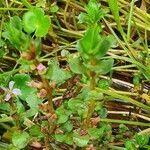 Lythrum rotundifolium leaf picture by susan brown (cc-by-sa)