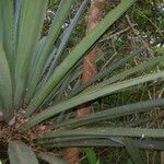 Furcraea cabuya leaf picture by Nelson Zamora Villalobos (cc-by-nc)