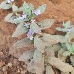 Ajuga integrifolia leaf picture by susan brown (cc-by-sa)