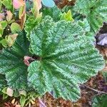 Rubus chamaemorus leaf picture by Christoph Kühnhanss (cc-by-sa)