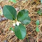 Gaultheria procumbens flower picture by Urszula K (cc-by-sa)