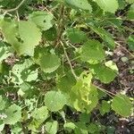 Populus tremula leaf picture by isa del (cc-by-sa)