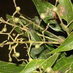 Nectandra membranacea fruit picture by Nelson Zamora Villalobos (cc-by-nc)