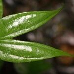 Bauhinia longicuspis leaf picture by R. Tournebize (cc-by-sa)