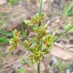 Cyperus surinamensis fruit picture by Trap Hers (cc-by-sa)