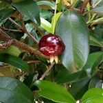 Eugenia brasiliensis fruit picture by Schmidt Fernando da Luz (cc-by-sa)