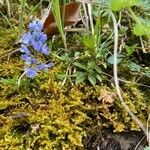 Polygala amarella habit picture by Francois Mansour (cc-by-sa)