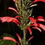 Razisea spicata flower picture by Nelson Zamora Villalobos (cc-by-nc)