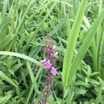 Stachys palustris flower picture by Christian Audas (cc-by-sa)