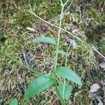 Myosotis sylvatica habit picture by Christophe Maheu (cc-by-sa)