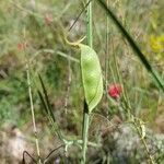 Lathyrus setifolius fruit picture by André DENIS (cc-by-sa)