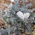 Astragalus purshii leaf picture by Kyler Bowers (cc-by-sa)