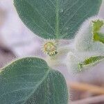 Euphorbia petiolata flower picture by M. Hedayat (cc-by-sa)