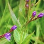 Epilobium ciliatum flower picture by Uwe Dr. Heitz (cc-by-sa)