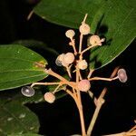 Miconia stevensiana fruit picture by Nelson Zamora Villalobos (cc-by-nc)