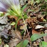 Gentiana scabra flower picture by Isabelle Bellin (cc-by-sa)