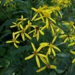 Senecio sarracenicus leaf picture by joe Huttary (cc-by-sa)