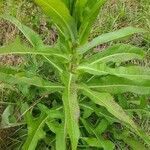 Lactuca canadensis leaf picture by Diana Joy (cc-by-sa)