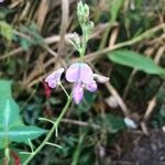 Desmodium intortum flower picture by Elle O (cc-by-sa)