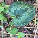 Cyclamen coum leaf picture by chloé djibix (cc-by-sa)