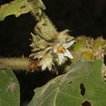 Solanum candidum flower picture by Nelson Zamora Villalobos (cc-by-nc)