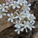 Saxifraga cochlearis flower picture by Franco Colnago (cc-by-sa)