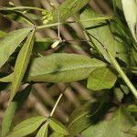 Cleome serrata leaf picture by Nelson Zamora Villalobos (cc-by-nc)