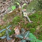 Chimaphila maculata flower picture by Meredith Norwood (cc-by-sa)