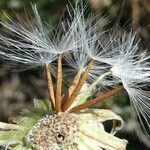 Crepis albida fruit picture by Llandrich anna (cc-by-sa)