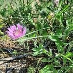 Centaurea pullata habit picture by Monteiro Henrique (cc-by-sa)