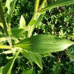 Rudbeckia fulgida leaf picture by gilles emery (cc-by-sa)