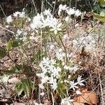 Allium subhirsutum habit picture by Maria filyra (cc-by-sa)