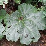 Gunnera insignis leaf picture by Daniel Barthelemy (cc-by-sa)