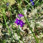 Anchusa officinalis flower picture by Frida lindblom (cc-by-sa)