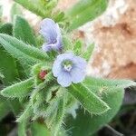 Echium parviflorum flower picture by Sergio costantini (cc-by-sa)