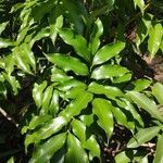 Castanospermum australe leaf picture by Aaron Pereira (cc-by-sa)