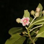 Ternstroemia tepezapote flower picture by Nelson Zamora Villalobos (cc-by-nc)