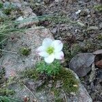 Saxifraga rosacea flower picture by Marcus Hufgard (cc-by-sa)