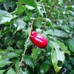 Picramnia gardneri fruit picture by Renato Lima (cc-by-nc-sa)