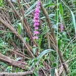 Lythrum salicaria habit picture by Waldemar Zeja (cc-by-sa)