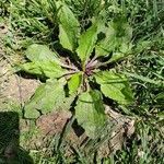 Plantago rugelii leaf picture by Taylor (cc-by-sa)