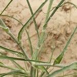 Tragopogon ucrainicus leaf picture by Alexander Baransky (cc-by-sa)