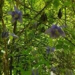 Aquilegia pyrenaica flower picture by Isabelle PARIS (cc-by-sa)