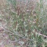 Aegilops geniculata habit picture by Sabaté Sant Jordi (cc-by-sa)