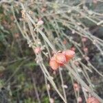 Ephedra fragilis fruit picture by Levante Danielo (cc-by-sa)