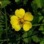 Potentilla reptans fruit picture by Anne-Marie Jegou (cc-by-sa)