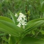 Maianthemum stellatum flower picture by Alyssa Jones (cc-by-sa)