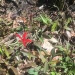 Silene virginica flower picture by skey1953 (cc-by-sa)